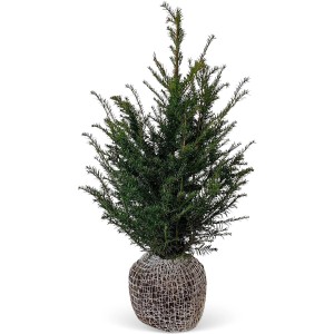 Tiszafa (Taxus baccata) szett, 45 darab, magasság 80-100 cm, gyökérlabdás sövénynek.