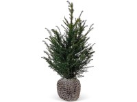 Tiszafa készlet 45 darab magasság kb. 80-100 cm bálaáru Taxus baccata