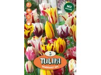 Egyszerű késői tulipán Egyszerű késői tulipán