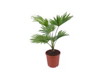 Legyezőpálma magassága kb. 50 cm cserépátmérő: kb. 17 cm Livistona