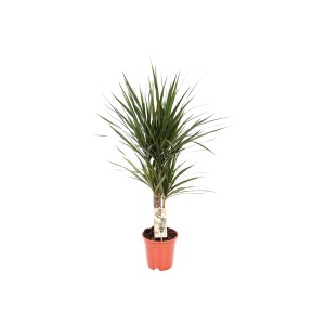 Sárkányfa (Dracaena marginata), kb. 60 cm magas, cserépben. Dísznövény beltérre.
