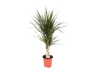 Tarka sárkányfa magassága kb. 60 cm cserépátmérő 17 cm Dracaena marginata Tarka sárkányfa magassága kb. 60 cm cserépátmérő 17 cm Dracaena marginata