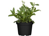 Nefelejcs (Myosotis sylvatica)
