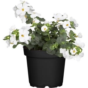 Pelyvavirág (Sutera cordata) cserépben, fehér virágok.