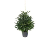 Fenyő cserépben nordmann 80 cm - 100 cm Fenyő cserépben nordmann 80 cm - 100 cm