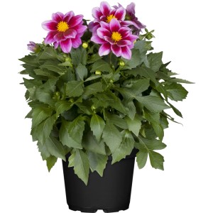 OBI Kerti dália cserépben, kb. 12 cm, rózsaszín-fehér virágokkal és zöld levelekkel.