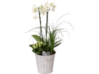 Orchidea kompozíció fehér kerámia kaspóban cserépátmérő: kb. 16 cm