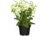 Díszdohány cserépátmérő kb. 12 cm Nicotiana sanderae