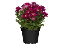 Krizantém Krizantém