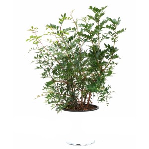 Vadpisztácia (Pistacia lentiscus) cserépben, kb. 60 cm magas, zöld levelek. Mediterrán hangulatot árasztó cserepes növény.