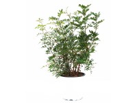 GROW by OBI örökzöld pisztácia magassága kb. 60 cm Pistacia lentiscus