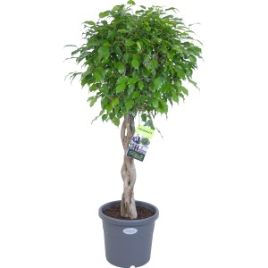 Exotica Fikusz (Ficus benjamina) cserépben, kb. 27 cm átmérőjű, fonott törzsű.