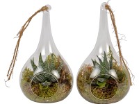 Kompozíció üveglámpában cserépátmérő: kb. 10 cm