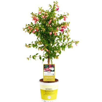 Fukszia tő különfélek színek magasság kb. 65 cm cserépátmérő kb. 19 cm Fuchsia