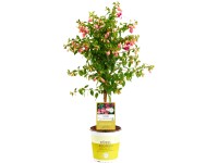 Fukszia tő különfélek színek magasság kb. 65 cm cserépátmérő kb. 19 cm Fuchsia
