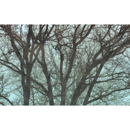 Komar fotótapéta Whispering Woods 400 cm x 250 cm