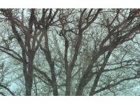 Komar fotótapéta Whispering Woods 400 cm x 250 cm