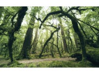 Vlies fotótapéta Ancient Green 450 cm x 280 cm