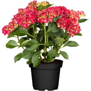 Bokros hortenzia piros virágokkal cserépben, kb. 40-50 cm magas.