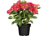 Kerti hortenzia piros magassága kb. 40 - 50 cm cserép: kb. 5 l Hydrangea
