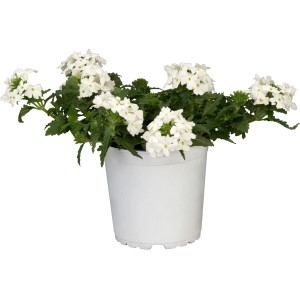GROW by OBI Vasfű cserépben, fehér virágokkal. Függő növény erkélyre és kertbe.