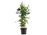GROW by OBI ólomvirág kék magasság kb. 70 cm Plumbago auriculata