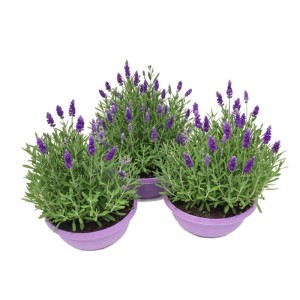 Levendula mix Lavandula angustifolia, lila-kék virágok lila cserepekben. Teraszra és erkélyre.