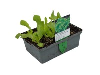 Lollo Bionda zöld saláta 6-os tál gyökérbojt Lactuca sativa var. Crispa