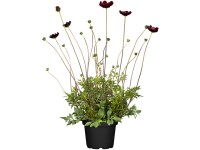 OBI csokoládéillatú pillangóvirág 