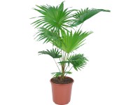 Legyezőpálma cserépátmérő: kb. 17 cm (Livistona rotundifolia)