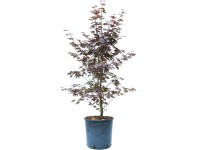 GROW by OBI ujjas juhar Bloodgood magasság kb. 80-100 cm cserép kb. 10 l GROW by OBI ujjas juhar Bloodgood magasság kb. 80-100 cm cserép kb. 10 l