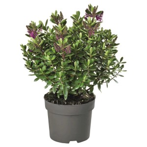 Cserepes Hebe andersonii, kb. 40 cm magas, sötétzöld levelekkel és lila virágokkal.