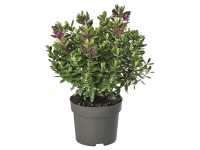 ÖrökZöld veronikacserje magasság kb. 40 cm cserépátmérő kb. 23 cm SötétZöld