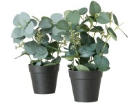 Boltze eukaliptusz cserepes növény 2-féle változatban többszínű 30 cm x 12 cm