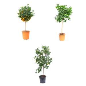 Három cserepes növény: Mini citromfa, füge és lime cserépben. Cserepes növények erkélyre és teraszra.