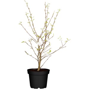 Csillagmagnólia cserépben, kb. 50-60 cm magas, fehér virágokkal.