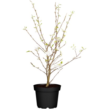 OBI csillagvirágú liliomfa fehér magassága kb. 50-60 cm cserepe kb. 5 l Magnolia