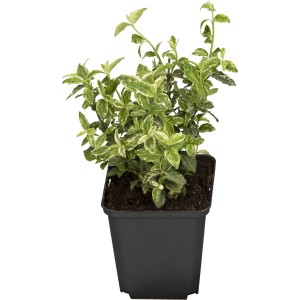 Kúszó kecskerágó 'Harlequin' cserépben, Euonymus fortunei fehér-zöld levelekkel.