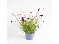GROW by OBI csokoládéillatú pillangóvirág Cosmos atrosanguineus Cherry T15