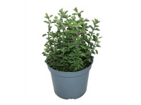Oregano 14 cm