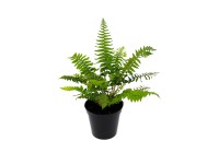 Páfrány válogatás cserépátmérő kb. 11 cm