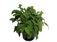 Zsálya fa 14 cm Zsálya fa 14 cm