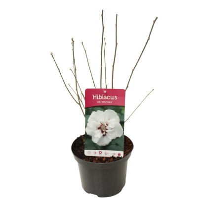 Kerti mályva fehér magasság kb. 20 cm-30 cm cserép kb. 2 l Hibiscus syriacus