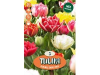 Korai tömött virágú tulipán Korai tömött virágú tulipán