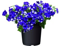 Petúnia (Petunia Night Sky) 12 cm-es cserépben