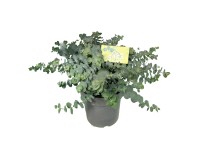 GROW by OBI eukaliptusz GROW by OBI eukaliptusz