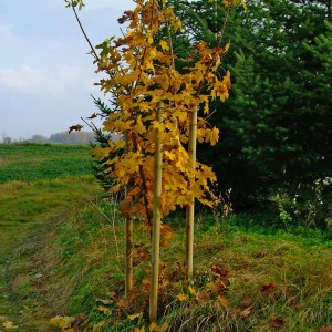 Sárga levelű fa nyomás alatt impregnált karókkal megtámasztva (Ø 6 cm x 150 cm).