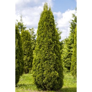 Smaragd tuja szett, 30 darab, kb. 140-160 cm magas, sövénynek alkalmas.