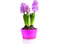 Jácint (Hyacinthus orientalis) 12 cm-es cserépben