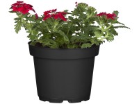 Verbéna cserépátmérő kb. 12 cm Verbena hybride Verbéna cserépátmérő kb. 12 cm Verbena hybride